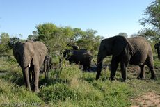 Afrikanischer Elefant (56 von 131).jpg